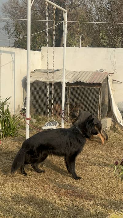 Pink pedigree Long hair German shepherd male