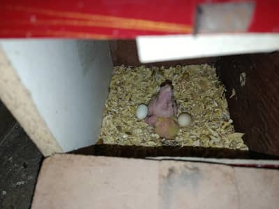 cockteil chicks for sale