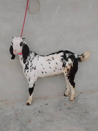 2 males Black abluk Tapra or Lal Ajruk chamba tedda