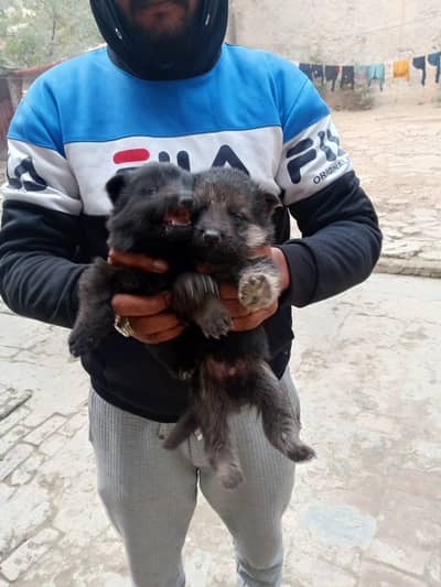 German Shepherd puppy for sale(0327)1718077) WhatsApp number