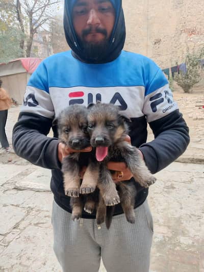 German Shepherd puppy for sale(0327)1718077) WhatsApp number