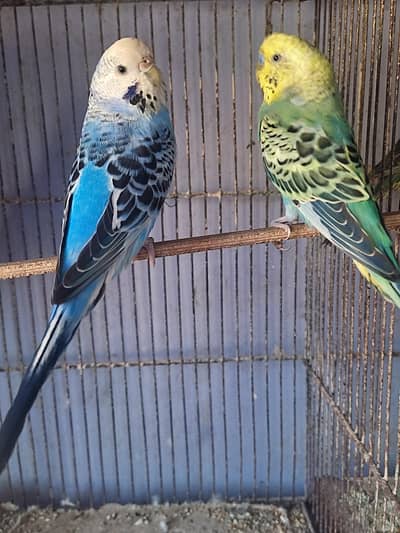 Budgies Rainbow Working