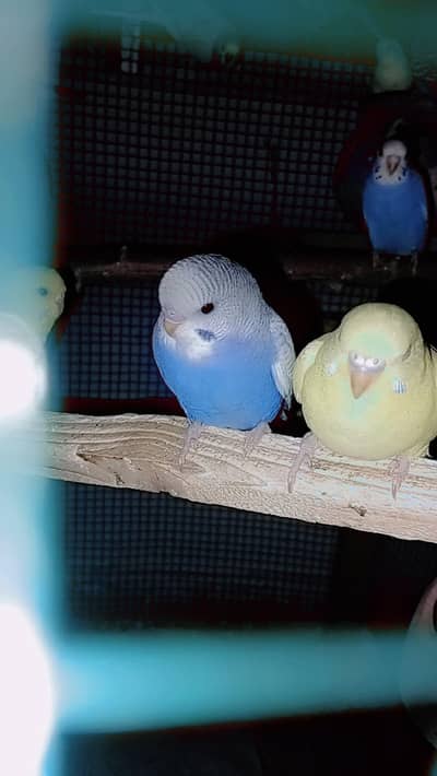 sale parrots