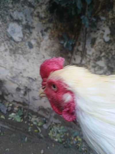 aseel murgha for sale contact 03009565882.03311388662