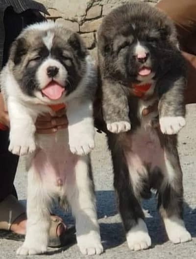dopahar king alabai pair dog 2 month for sale