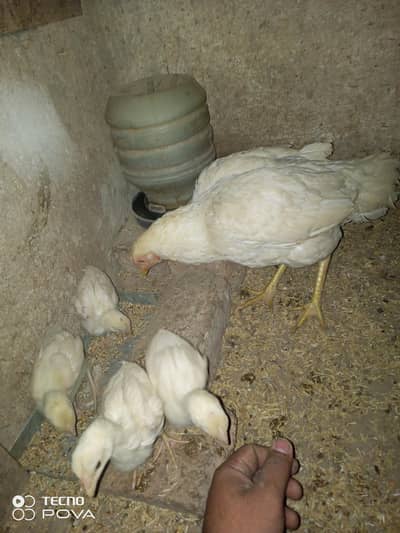 4 white aseel chicks 1 female