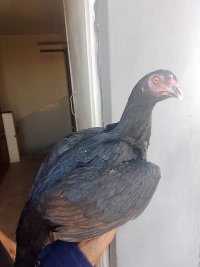 4 aslee female bhtu achi ha jies ko samj ai wo rabta Kara