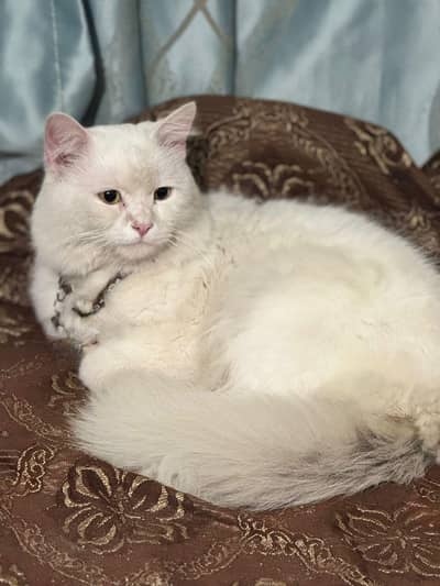 Pursian cat white colour