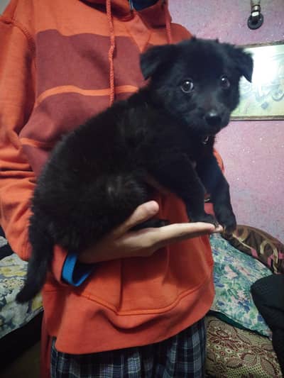 black German pup