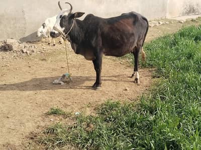 cow pure cholistani cross tayar