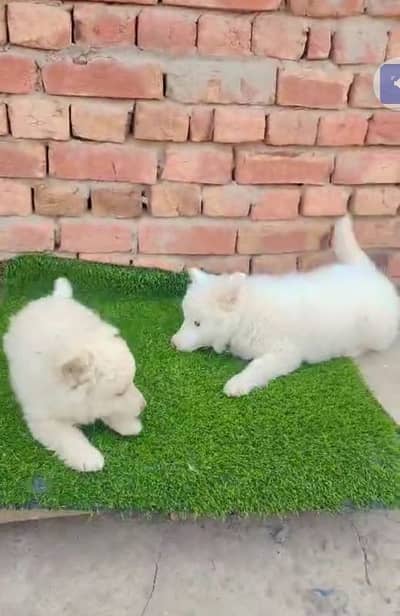 Russian puppy dog for sale my WhatsApp number03280797078