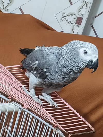 African Grey Chick For Sale Age 15 Months