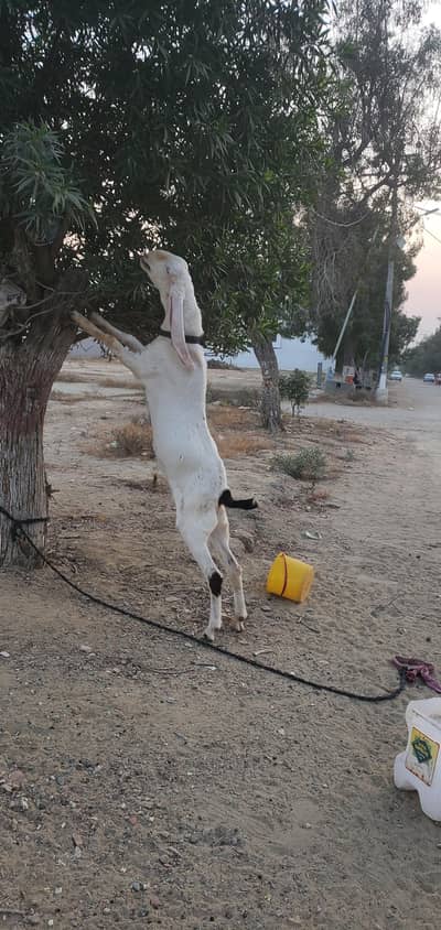 RajanPoori Breeder White Eyes