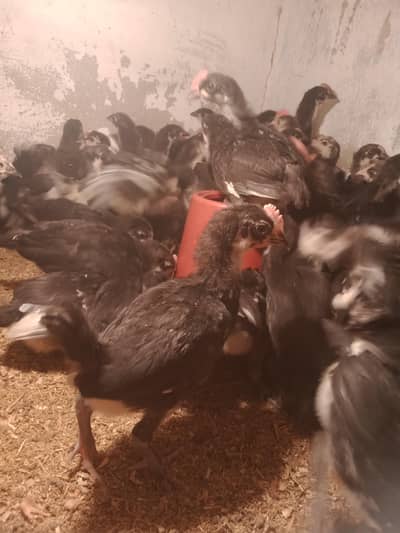 Australorp 1 months old vaccineted chicks available