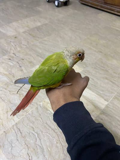 Pineapple Conure