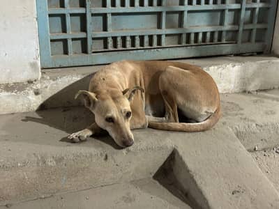 Dogesh Bhai for Sale