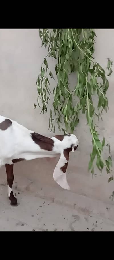 breeder pair cocktail  female red eyes eno