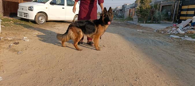 German Puppy available delivery on cash pindi islamabad only