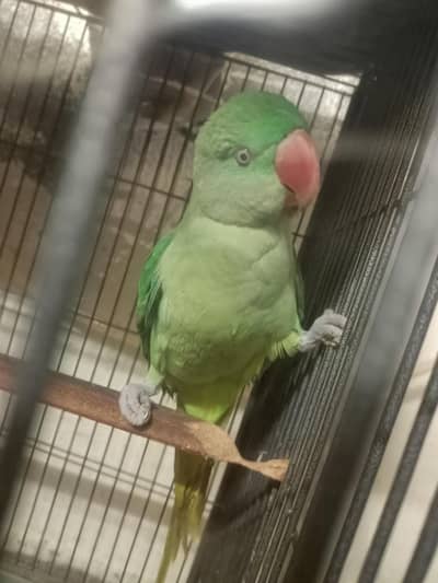 Raw Talking Parrot with Cage