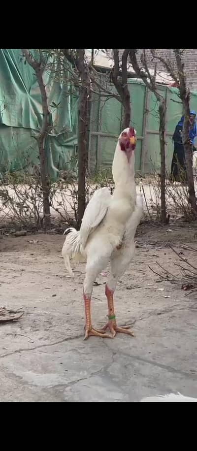 aseel bird with high class bird