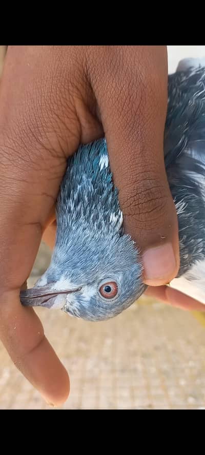 breeder narrfor sale urgent sale