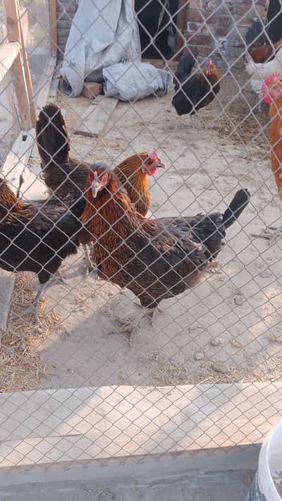 Desi Healthy and lair Hens for sale