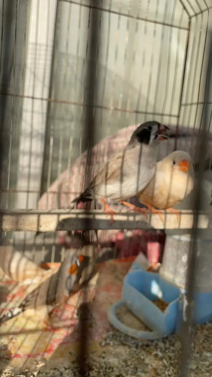 Healthy and active premium quantity finches and egg food available — photo 2