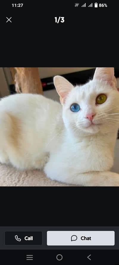 Turkish Angora