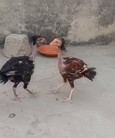 aseel main wali chicks male