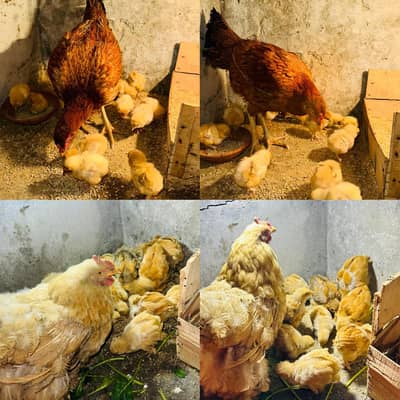 پولٹری lovers کے لیے بہترین موقع! چوزے + مادہ مرغیاں – فوری فروخت