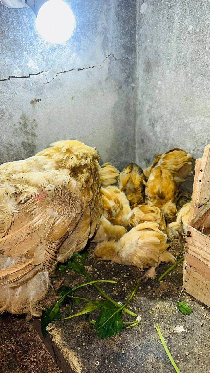 پولٹری lovers کے لیے بہترین موقع! چوزے + مادہ مرغیاں – فوری فروخت 11