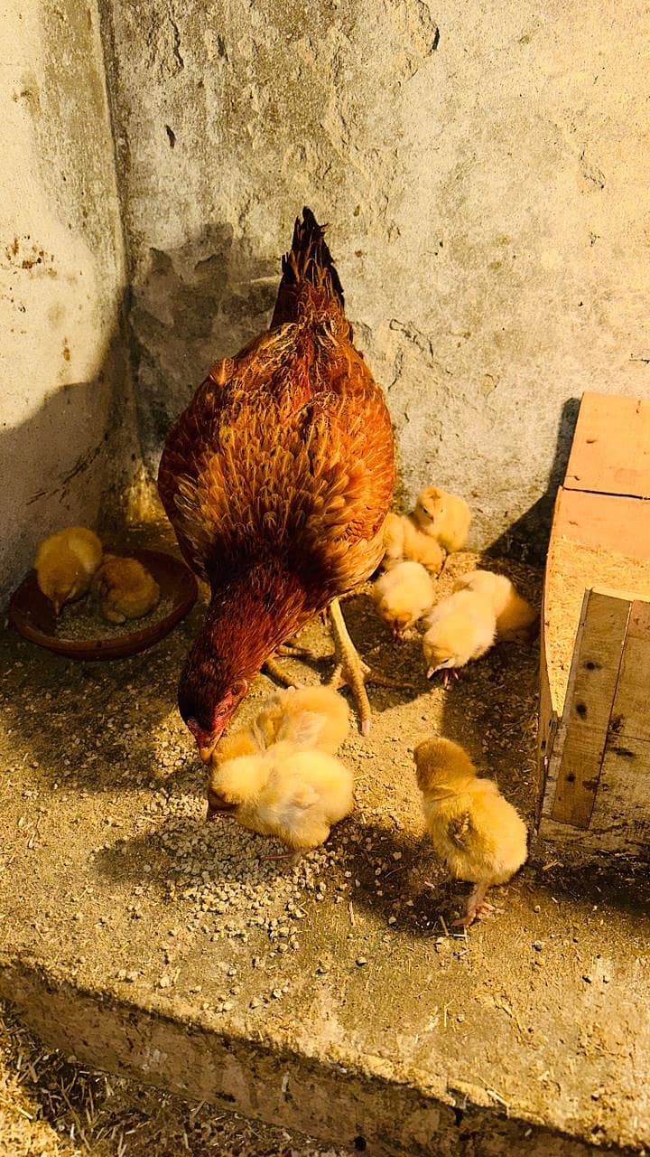 پولٹری lovers کے لیے بہترین موقع! چوزے + مادہ مرغیاں – فوری فروخت 13