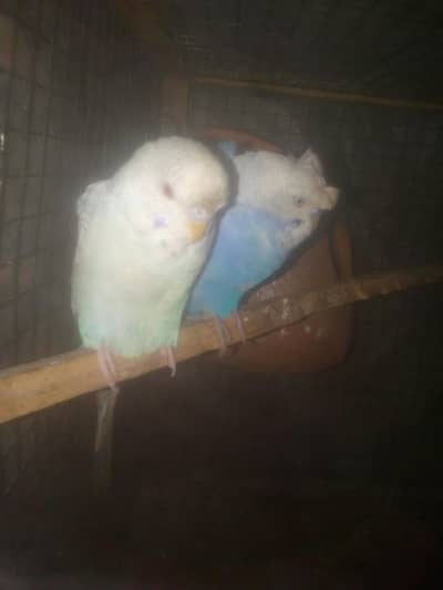 flower bugie red eyed