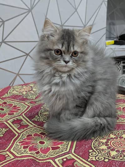 donate family parsion