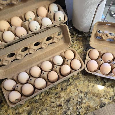 Silkie Fertile Eggs Available