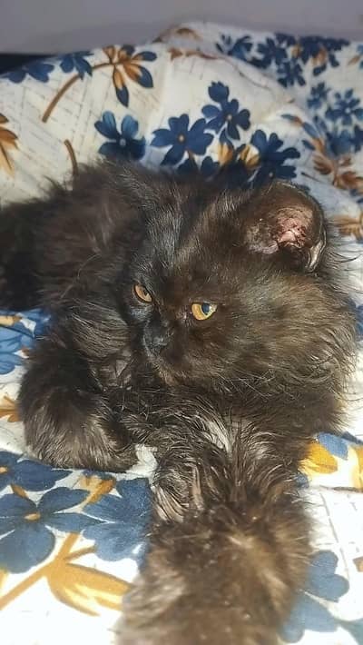 tripple coated Persian cat