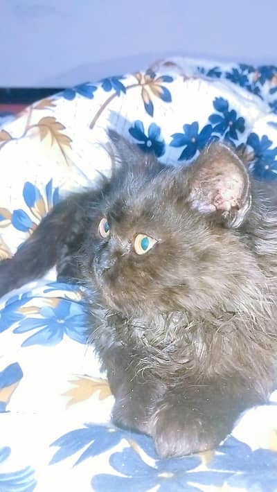 tripple coated Persian cat