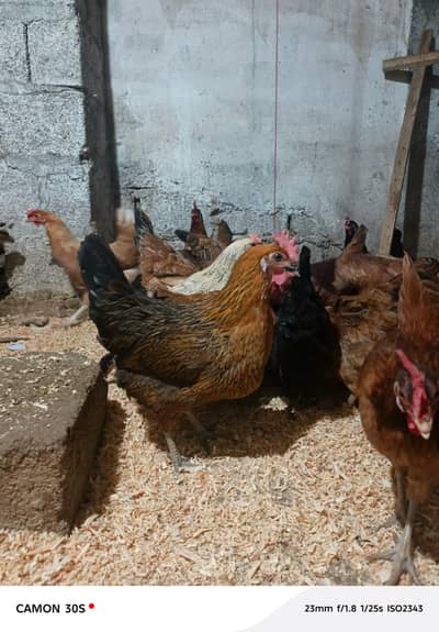 Egg laying golden misri for sale