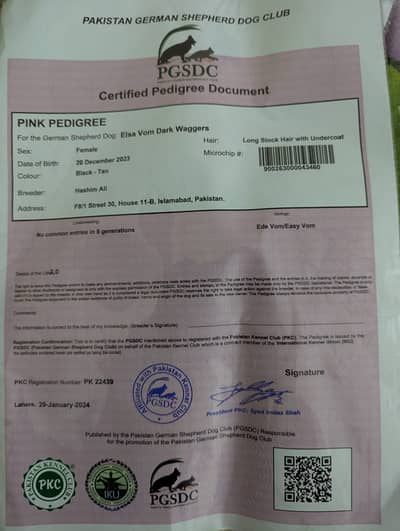 German shepherd black and tan fem