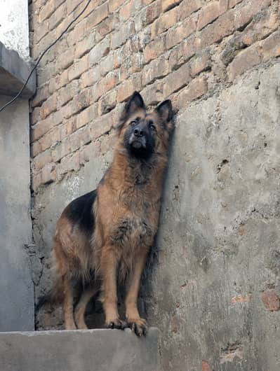 *German Shepherd Female | Long Coat | Dog For Sale | GSD*