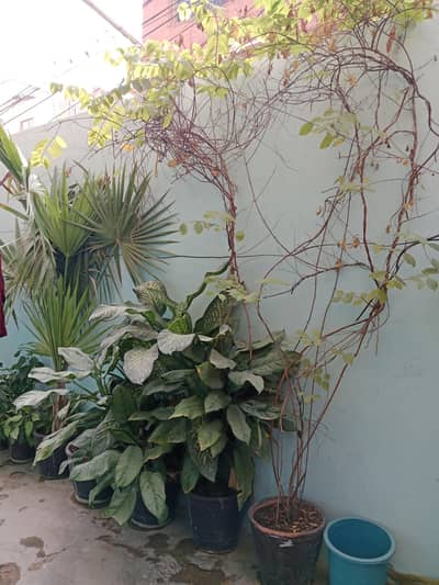 plants/gamla/big plants/gamle for sell in reasonable price