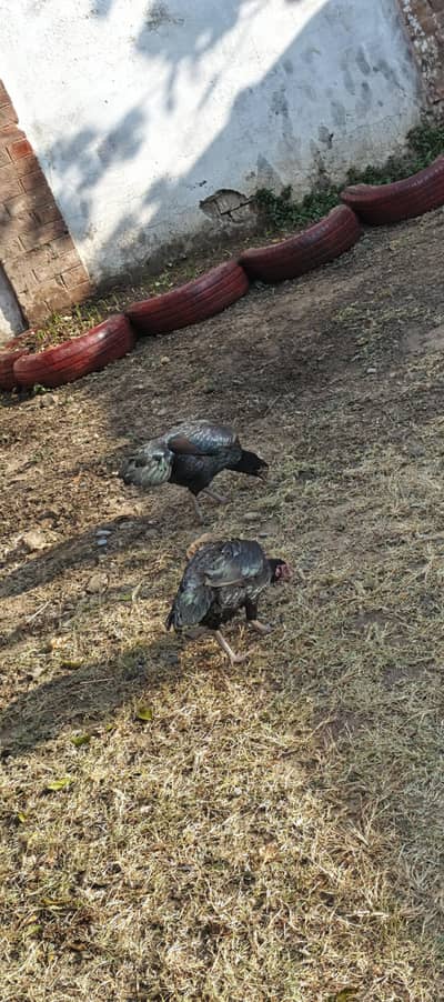 Pure Mushka Aseel Hens - Heavy Bone & Glossy Black