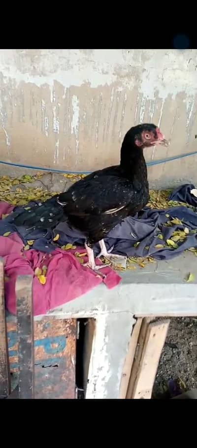 aseel mianwali mushki cheeni 0 size