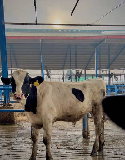 PREMIUM BREEDER BULL FOR SALE – HIGH GENETIC VALUE