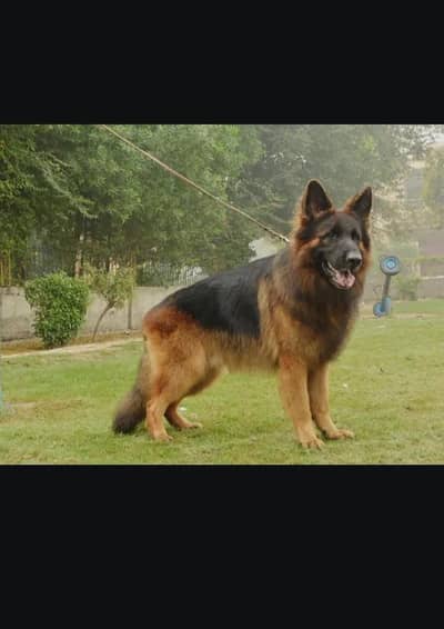 pure German shepherd triple court