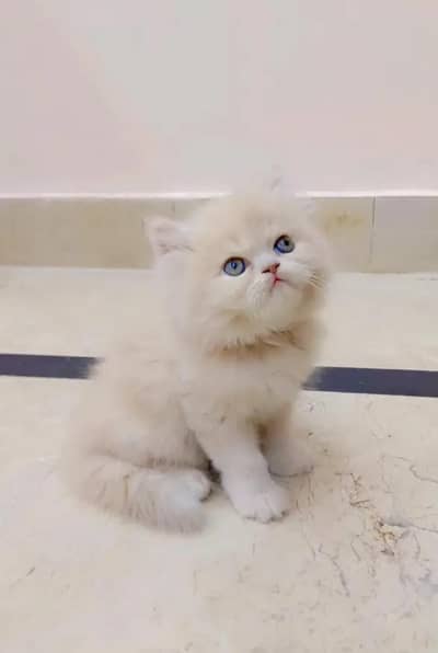 Persian cat for sale 2 month age Whatsapp only 03222352063