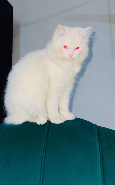 persian catt