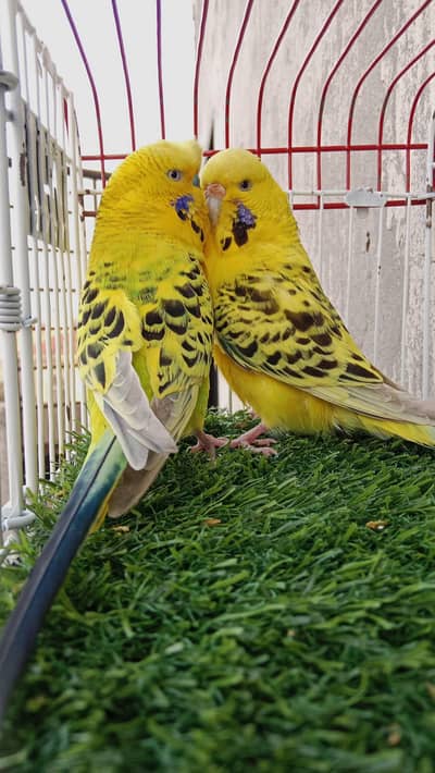Budgies pair