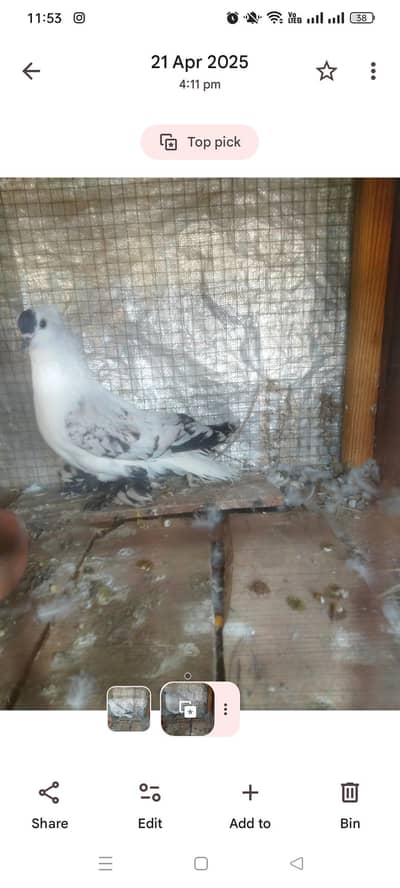 black Chari female leni hai maine agar kisi ke pass ho to