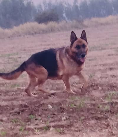 Pure German Shepherd breeder female